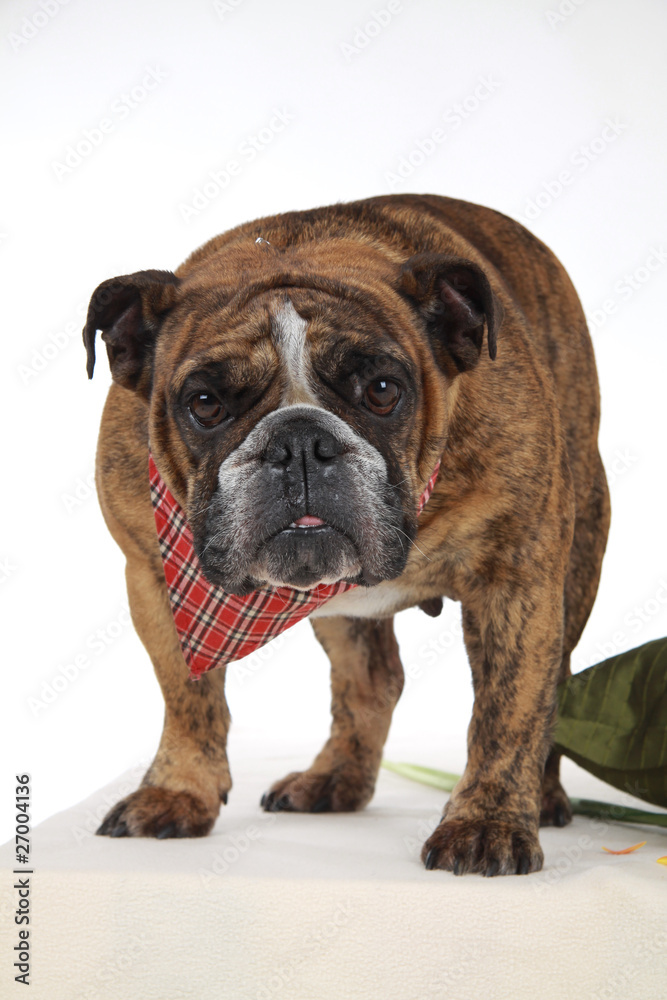 Bulldogge