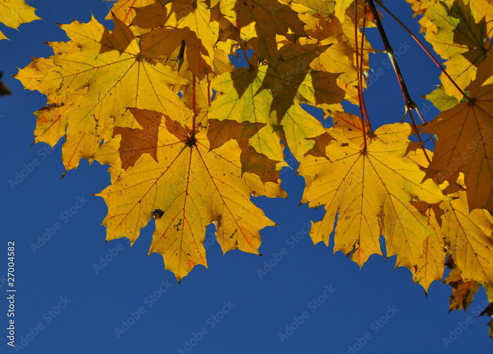 Autumn gold Autumn gold