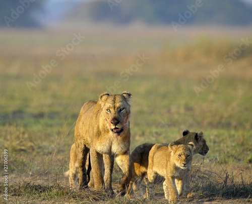 Fototapeta Naklejka Na Ścianę i Meble -  Lioness after hunting with cubs.