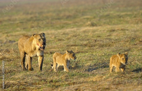 Lioness after hunting with cubs.