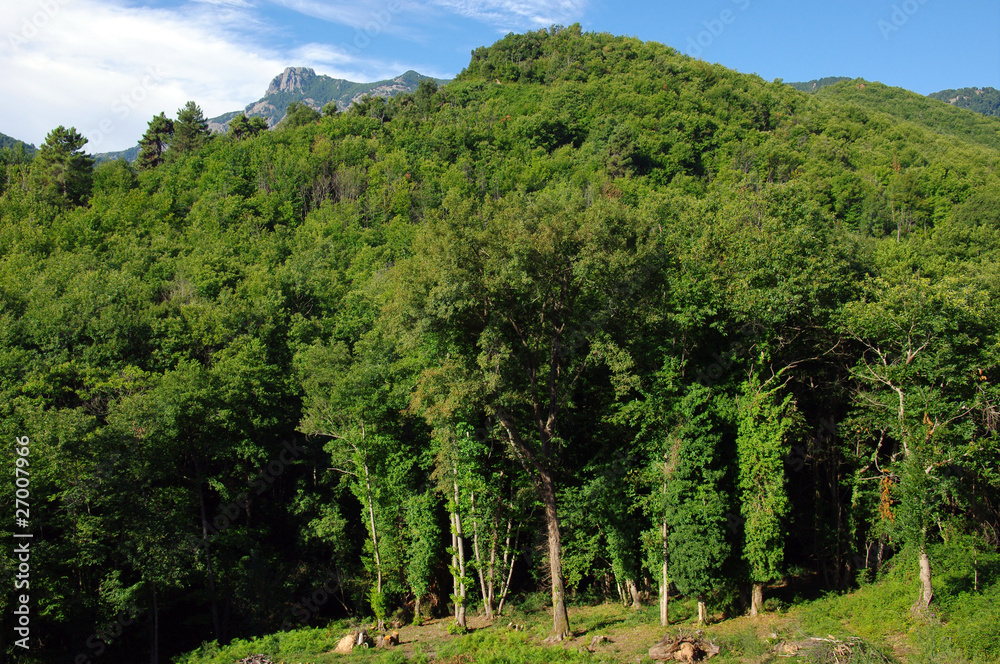 Forêt de corse et Monte Cinto