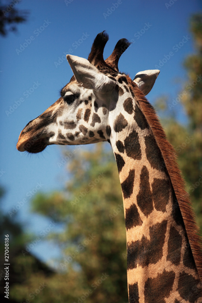 Portrait of a young giraffe, nature background