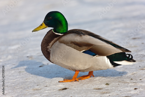 duck in a profile