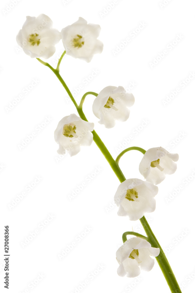 Lily of the valley isolated Lily of the valley isolated
