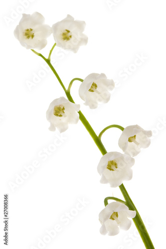 Fototapeta Naklejka Na Ścianę i Meble -  Lily of the valley isolated