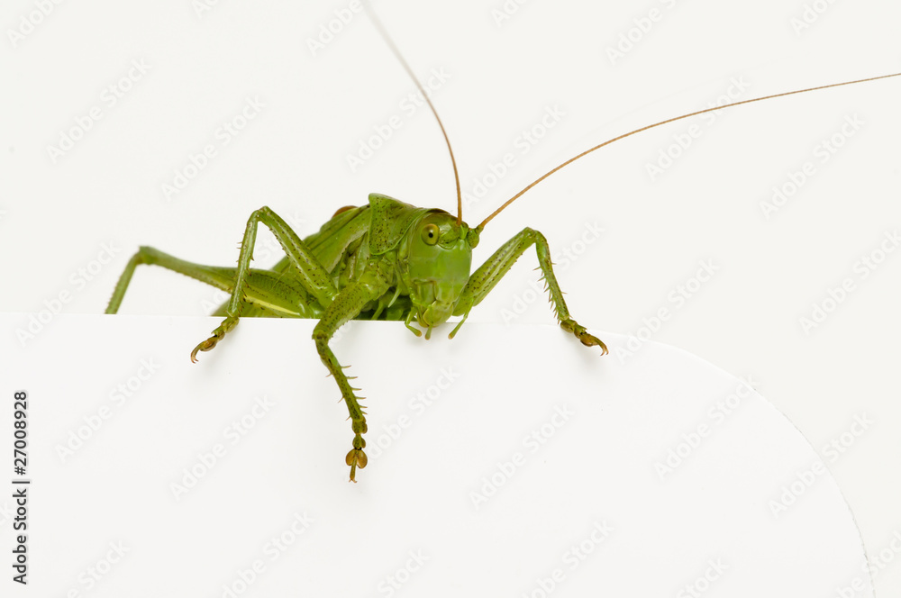 Grasshopper sitting on a blank space watching