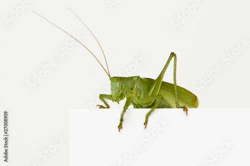 Grasshopper sitting on a blank space watching