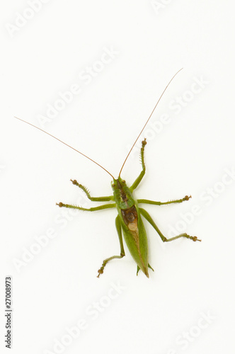 Grasshopper sitting on a white background - topview