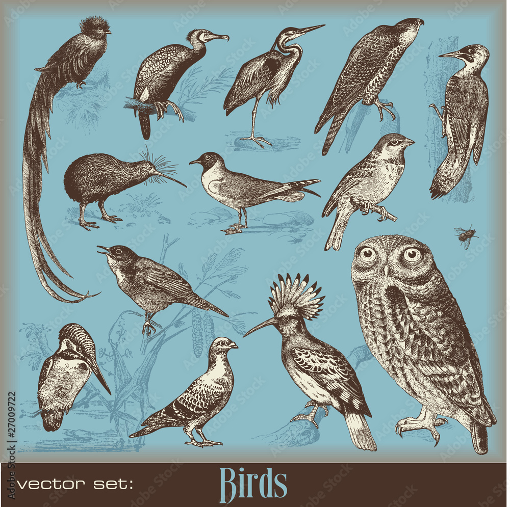 Naklejka premium vector set: birds