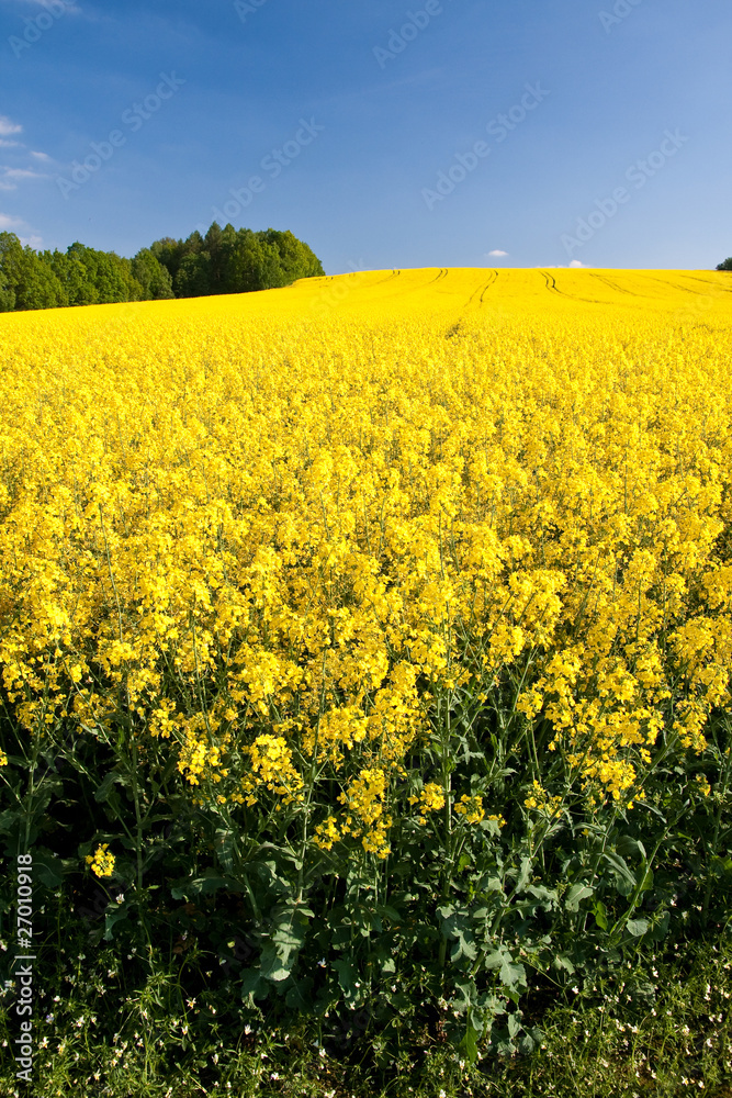 Obraz premium rape field