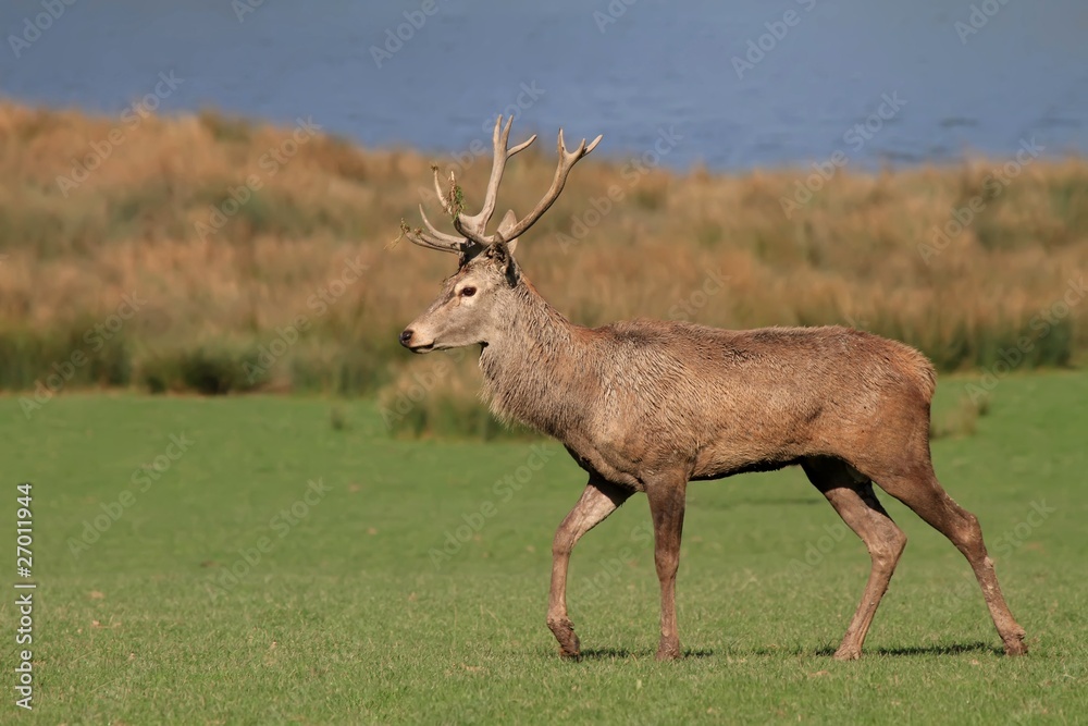 Fototapeta premium Le cerf