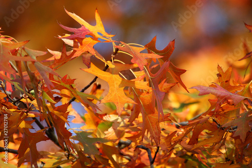 Farben des Herbstes photo