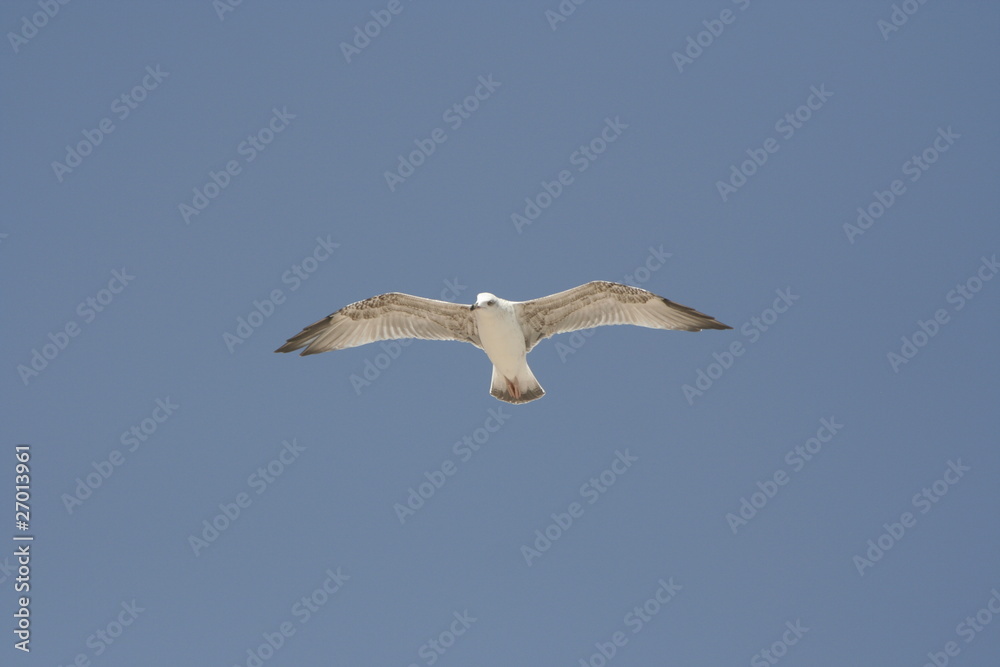 Obraz premium Seagull