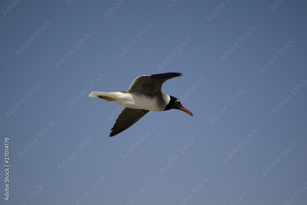 Seagull Seagull