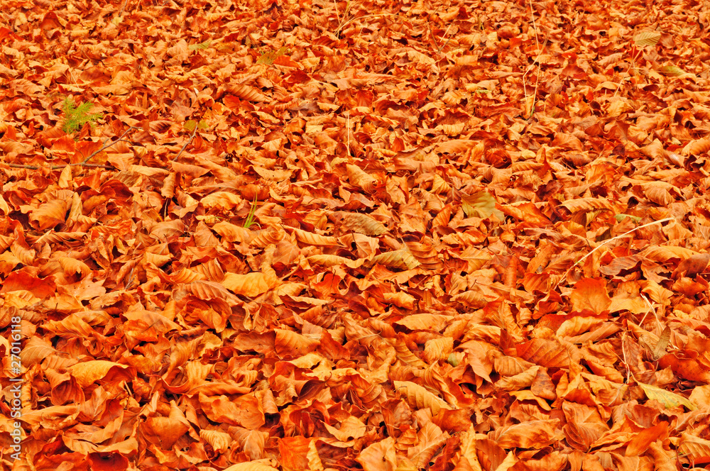 Fallen beach leaves autumn background