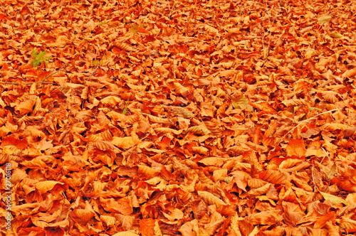 Obraz na płótnie Fallen beach leaves autumn background w salonie