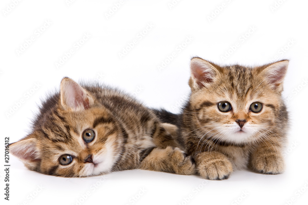 British kittens on white backgrounds