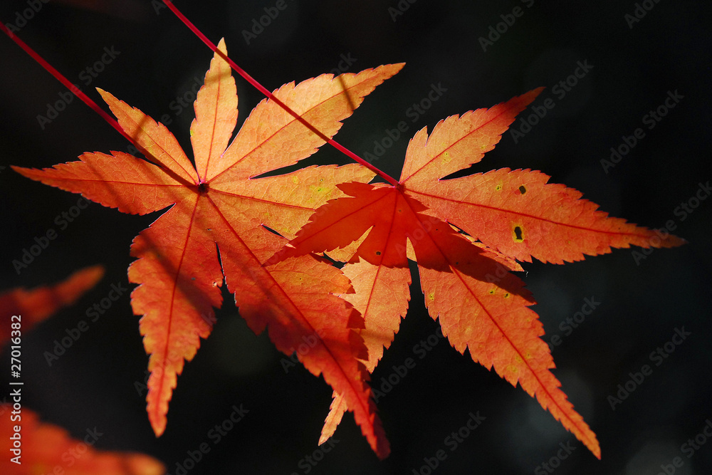 feuilles feuilles