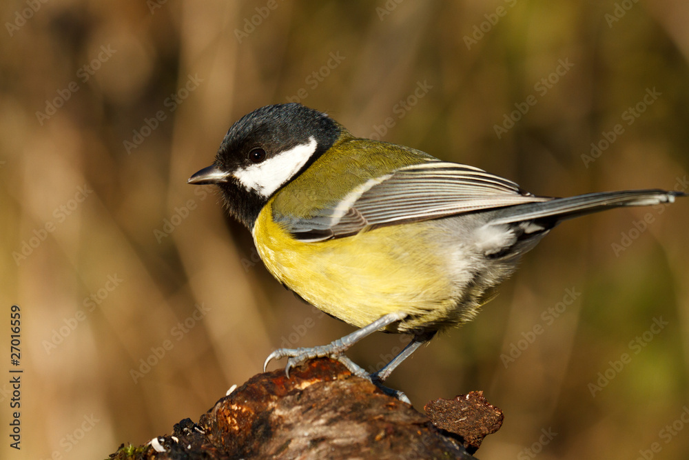 Obraz premium Titmouse
