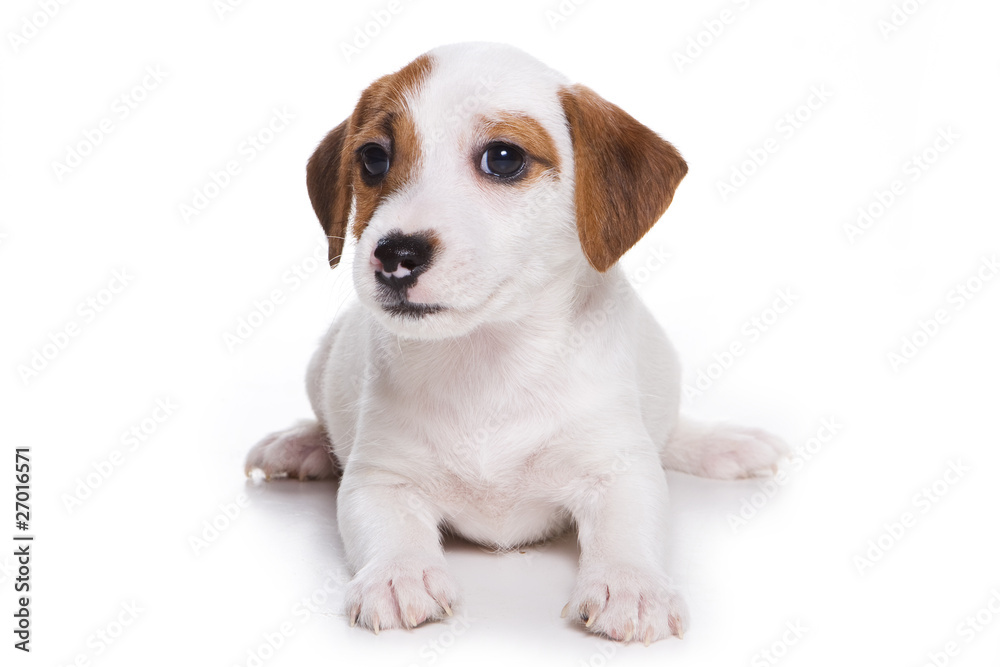 Jack Russell Terrier puppy on white