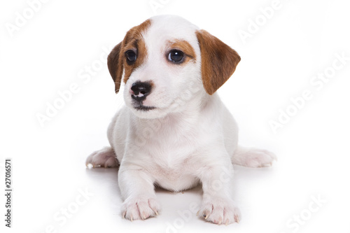 Jack Russell Terrier puppy on white © Dixi_