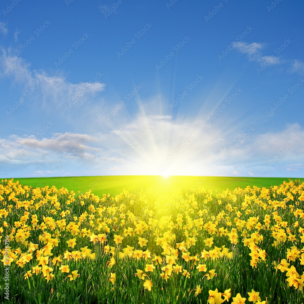 Obraz premium Spring meadow and sun