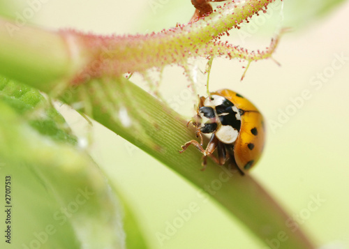 Lady Bird photo