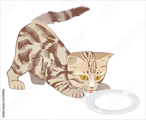 kitten drinks milk from a saucer