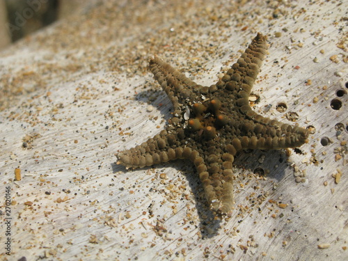 Star fish photo