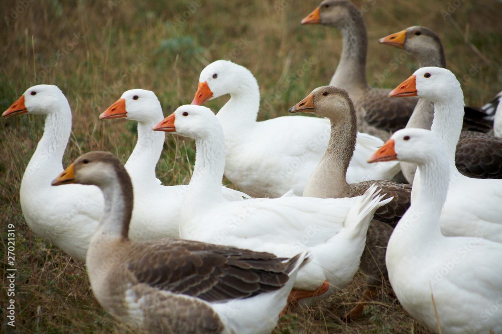 gaggle gaggle