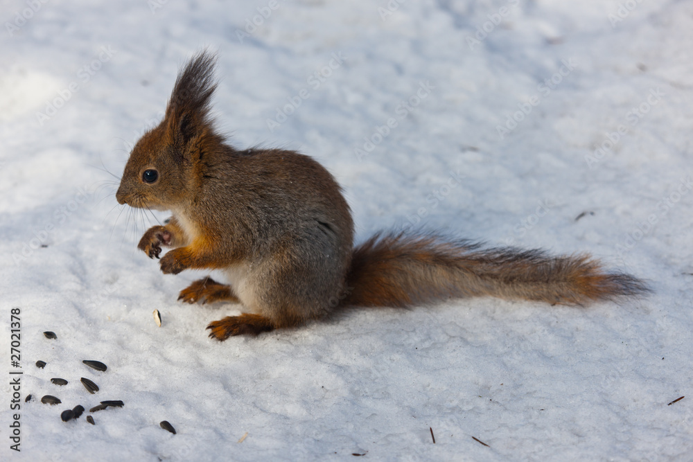 The squirrel in winter