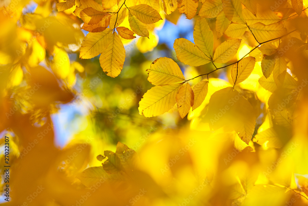 Autumn leaves Autumn leaves
