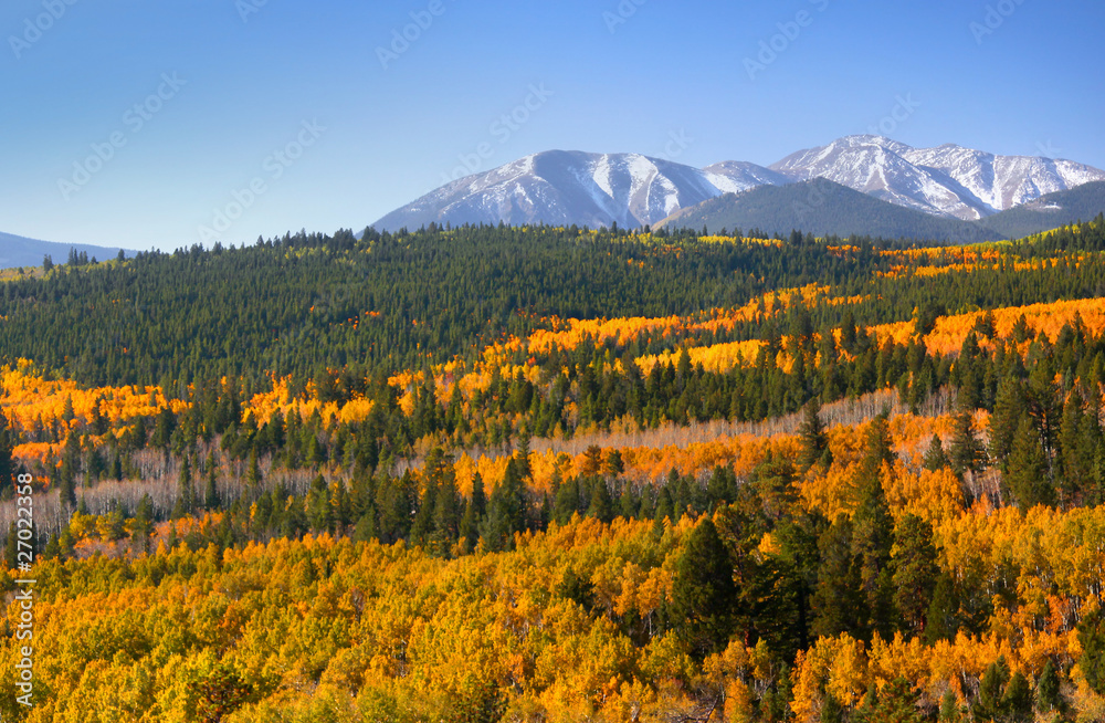 Colorful Aspens in rocky mountains of Colorado