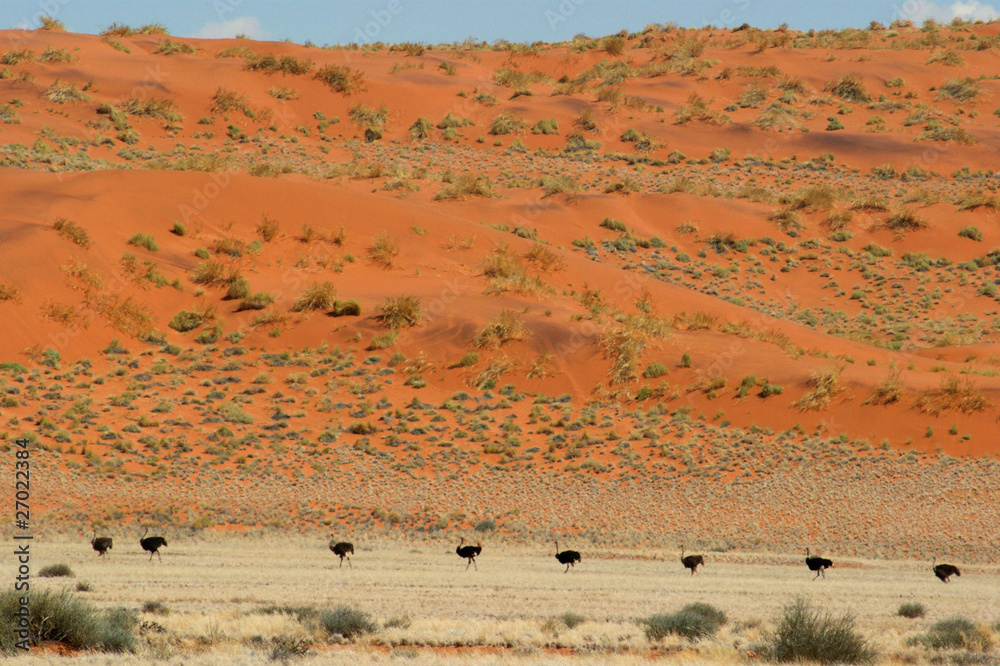 Fototapeta premium autruches sur la D707 4