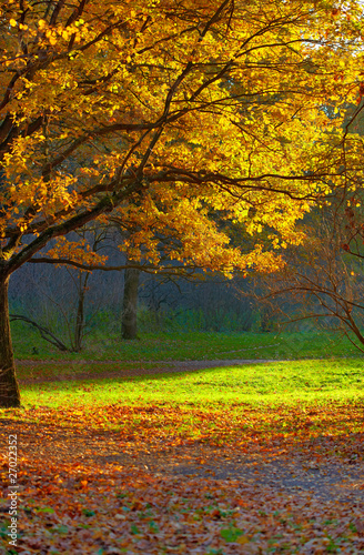 Autumn park landscape
