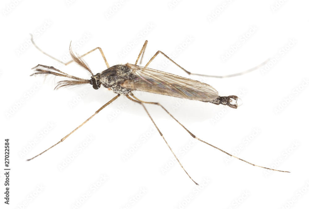 Non-biting midget (Chironomid) Non-biting midget (Chironomid)