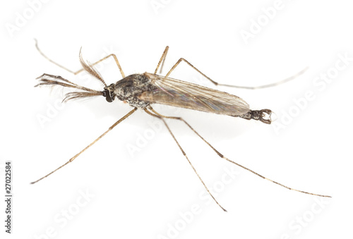 Non-biting midget (Chironomid) photo