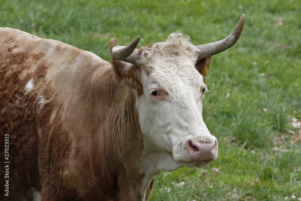 Rind auf einer Weide - Cattle on a pasture, Germany Rind auf einer Weide - Cattle on a pasture, Germany