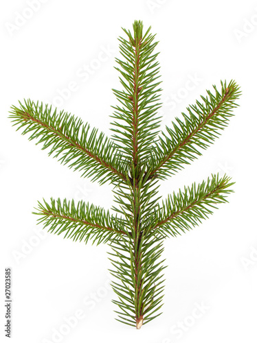 Pine tree branch