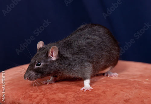 black domestic rat