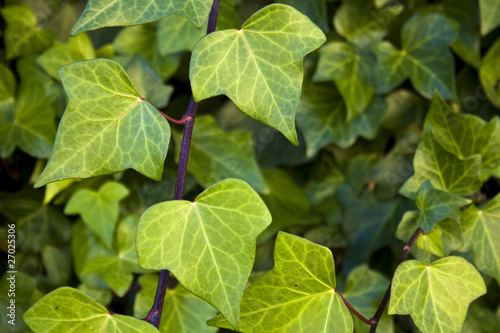 Wallpaper Mural Hojas de hiedra Torontodigital.ca