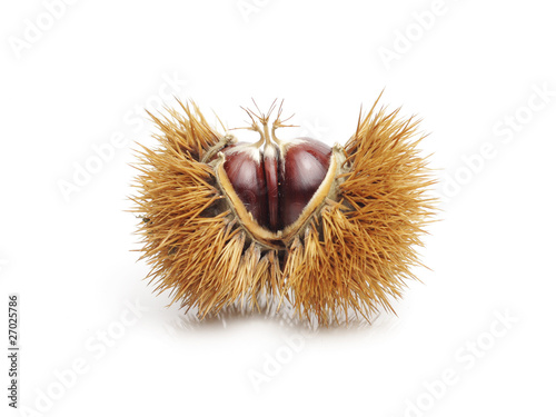 Chetnut, isolated on white