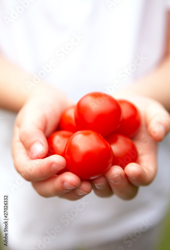 A Child's Hands Holding Ripe Vine Tomatoes © andystjohn