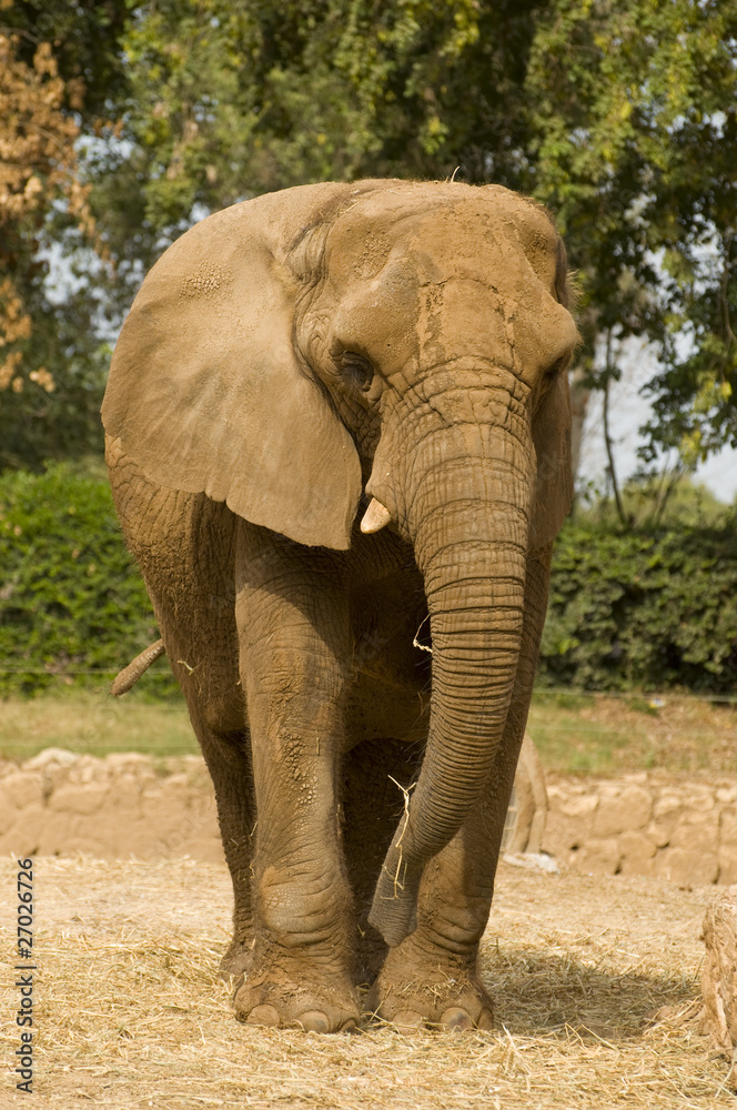 Fototapeta premium Elephant modeling
