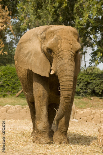 Elephant modeling