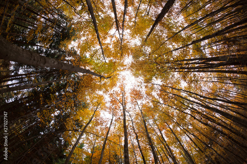 autumn forest treetops