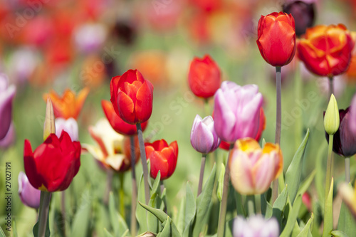 Colorful Dutch tulips