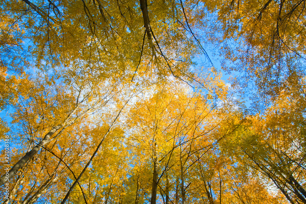 Yellow trees under blue autumnal sky Yellow trees under blue autumnal sky
