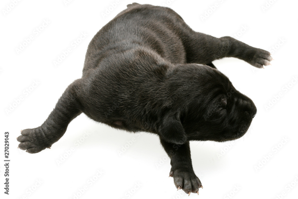Five Day Old Great Dane Puppy Five Day Old Great Dane Puppy