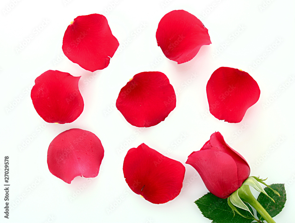 Red rose with fallen petals isolated on white